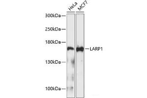 Western blot analysis of extracts of various cell lines using LARP1 Polyclonal Antibody at dilution of 1:1000. (LARP1 Antikörper)