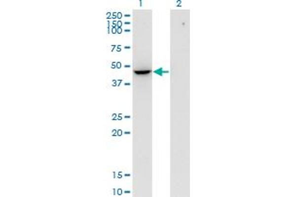 Flotillin 2 Antikörper  (AA 1-379)