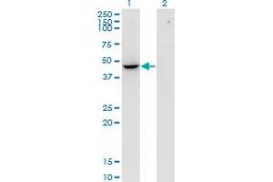 Western Blot analysis of FLOT2 expression in transfected 293T cell line by FLOT2 monoclonal antibody (M03), clone 3G6. (Flotillin 2 Antikörper  (AA 1-379))