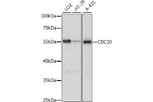 Western blot analysis of extracts of various cell lines, using CDC20 antibody (ABIN7266246) at 1:1000 dilution. (CDC20 Antikörper  (AA 1-270))
