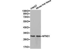 Western Blotting (WB) image for anti-Mitochondrially Encoded NADH Dehydrogenase 1 (MT-ND1) antibody (ABIN1873774) (MT-ND1 Antikörper)
