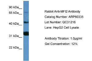 WB Suggested Anti-MFI2  Antibody Titration: 0. (MFI2 Antikörper  (C-Term))