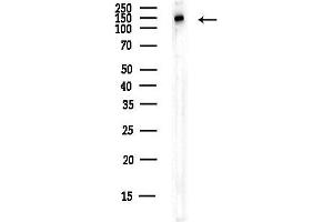 anti-Transcription Elongation Factor SPT5 (SUPT5H) antibody