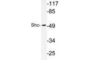 Western blot analysis of Shc antibody in extracts from HeLa cells. (SHC1 Antikörper)
