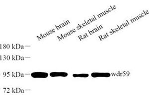 Western blot analysis of wdr59 (ABIN7076219) at dilution of 1: 500 (WDR59 Antikörper)