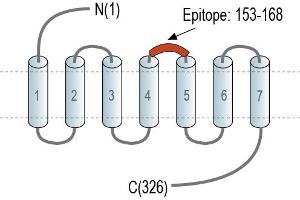 Representative domain view of the target of ABIN7884720.