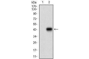 Western blot analysis using RPTOR mAb against HEK293 (1) and RPTOR (AA: 874-1009)-hIgGFc transfected HEK293 (2) cell lysate. (Raptor Antikörper  (AA 874-1009))