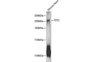 Western blot analysis of extracts of mouse heart, using TET2 antibody (ABIN6133018, ABIN6149016, ABIN6149018 and ABIN6216528) at 1:1000 dilution. (TET2 Antikörper  (AA 1833-2002))