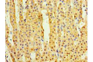 Immunohistochemistry of paraffin-embedded human adrenal gland tissue using ABIN7173221 at dilution of 1:100 (TMEM44 Antikörper  (AA 269-439))