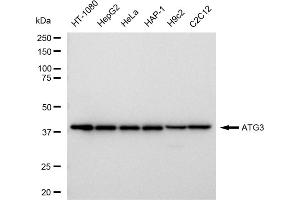 anti-ATG3 Autophagy Related 3 (ATG3) antibody