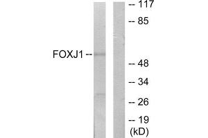 Western Blotting (WB) image for anti-Forkhead Box J1 (FOXJ1) (Internal Region) antibody (ABIN1849865) (FOXJ1 Antikörper  (Internal Region))