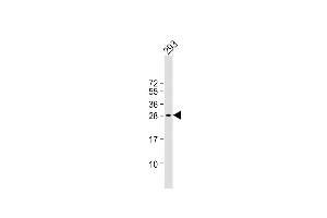 Anti-C19orf38 Antibody (Center) at 1:1000 dilution + 293 whole cell lysate Lysates/proteins at 20 μg per lane. (C19orf38 Antikörper  (AA 129-158))