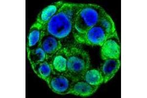 Confocal immunofluorescent analysis with WiDr cells using SP1 / TSFP1  Antibody (C-term), followed by Alexa Fluor 488-conjugated goat anti-rabbit lgG (green). (SP1 Antikörper  (C-Term))