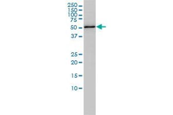 Retinoblastoma Binding Protein 4 Antikörper  (AA 1-425)