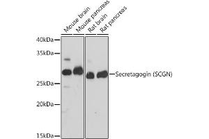 Western blot analysis of extracts of various cell lines, using Secretagogin (Secretagogin (SCGN)) Rabbit mAb (ABIN7270178) at 1:1000 dilution. (SCGN Antikörper)