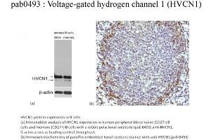 Image no. 1 for anti-Hydrogen Voltage-Gated Channel 1 (HVCN1) (N-Term) antibody (ABIN347647)