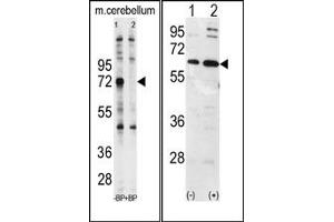 Image no. 1 for anti-Ubiquilin 1 (UBQLN1) (N-Term) antibody (ABIN357611) (Ubiquilin 1 Antikörper  (N-Term))