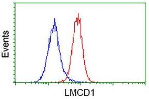 Image no. 2 for anti-LIM and Cysteine-Rich Domains 1 (LMCD1) antibody (ABIN1499184)