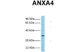Host:  Rabbit  Target Name:  ANXA4  Sample Tissue:  Human Fetal Liver  Antibody Dilution:  1. (Annexin IV Antikörper  (N-Term))