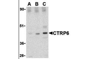 Western Blotting (WB) image for anti-Complement C1q Tumor Necrosis Factor-Related Protein 6 (C1QTNF6) (Middle Region) antibody (ABIN1030915) (CTRP6 Antikörper  (Middle Region))