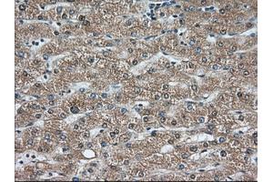Immunohistochemical staining of paraffin-embedded Human pancreas tissue using anti-C9orf41 mouse monoclonal antibody. (C9orf41 Antikörper)