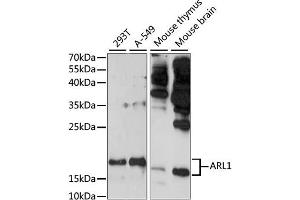 Western blot analysis of extracts of various cell lines, using  antibody (ABIN7265476) at 1:1000 dilution. (ARL1 Antikörper  (AA 62-181))