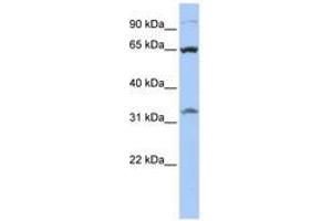 Image no. 1 for anti-Solute Carrier Family 24 (Sodium/potassium/calcium Exchanger), Member 6 (SLC24A6) (AA 468-517) antibody (ABIN6740855)