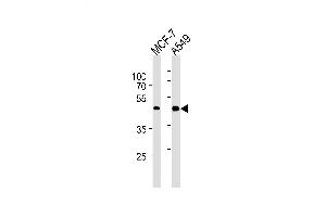 Lane 1: MCF-7 Cell lysates, Lane 2: A549 Cell lysates, probed with CCRK (885CT27. (CCRK Antikörper)
