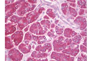 Anti-COMMD7 antibody IHC staining of human pancreas. (COMMD7 Antikörper  (Internal Region))