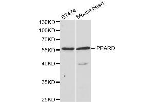Western Blotting (WB) image for anti-Peroxisome Proliferator-Activated Receptor delta (PPARD) antibody (ABIN1876857) (PPARD Antikörper)