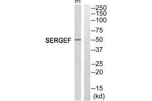 Western Blotting (WB) image for anti-Secretion Regulating Guanine Nucleotide Exchange Factor (SERGEF) (Internal Region) antibody (ABIN1852074) (SERGEF Antikörper  (Internal Region))