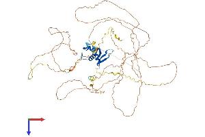 FOXO1 Protein (AA 1-655) (His tag)