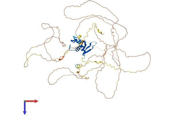 FOXO1 Protein (AA 1-655) (His tag)