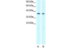 PTGER3 antibody used at 2. (PTGER3 Antikörper)