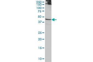 ACTL7B monoclonal antibody (M01), clone 6A4 Western Blot analysis of ACTL7B expression in HeLa .
