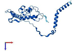 RPL13 Protein (AA 1-211) (His tag)