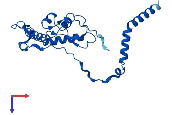 RPL13 Protein (AA 1-211) (His tag)