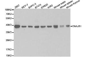 Western Blotting (WB) image for anti-DnaJ (Hsp40) Homolog, Subfamily B, Member 1 (DNAJB1) antibody (ABIN1876690) (DNAJB1 Antikörper)