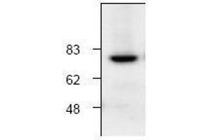 Image no. 1 for anti-Calpain 1 (CAPN1) antibody (ABIN127044) (CAPN1 Antikörper)
