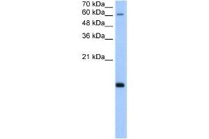 POLR2H antibody used at 5 ug/ml to detect target protein. (POLR2H Antikörper  (N-Term))
