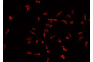 ABIN6266916 staining A549 cells by IF/ICC. (TNFAIP2 Antikörper)