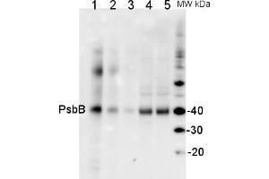 Image no. 1 for anti-Cp47 Protein of Psii (Psbb) antibody (ABIN93540) (Psbb Antikörper)
