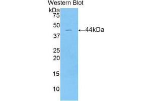Western Blotting (WB) image for anti-Lipocalin 15 (LCN15) (AA 26-170) antibody (ABIN1859629) (LCN15 Antikörper  (AA 26-170))