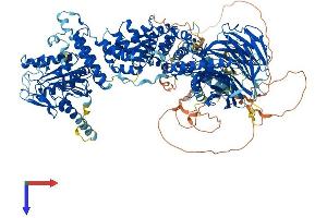 Raptor Protein (AA 1-1335) (His tag)