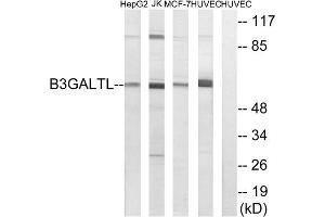 Western blot analysis of extracts from HepG2 cells, Jurkat cells, MCF-7 cells and HUVEC cells, using B3GALTL antibody.