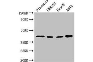 Western Blot Positive WB detected in: Human placenta tissue, HEK293 whole cell lysate, HepG2 whole cell lysate, A549 whole cell lysate All lanes: HSD3B1 antibody at 3 μg/mL Secondary Goat polyclonal to rabbit IgG at 1/50000 dilution Predicted band size: 43 kDa Observed band size: 43 kDa (HSD3B1 Antikörper  (AA 127-267))