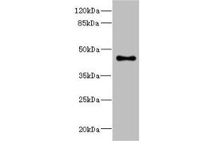 Western blot All lanes: GPR68antibody at 4. (GPR68 Antikörper  (AA 276-365))