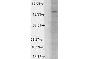 GABA (A)Ralpha1 h cell line mix. (GABRA1 Antikörper  (AA 355-394))