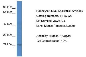 Western Blotting (WB) image for anti-Chromosome 1 Open Reading Frame 216 (C1ORF216) (C-Term) antibody (ABIN2785156)