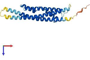 CINP Protein (CINP) (AA 1-212) (His tag)